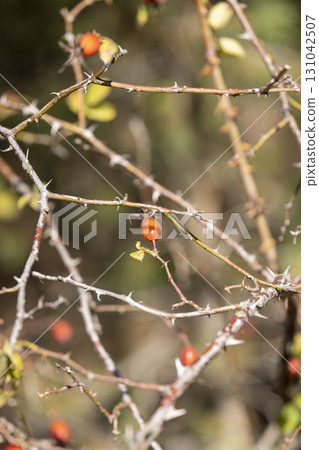 red rose berries in the autumn , a beautiful leafless bush with red rose fruits in the forest in autumn 131042507