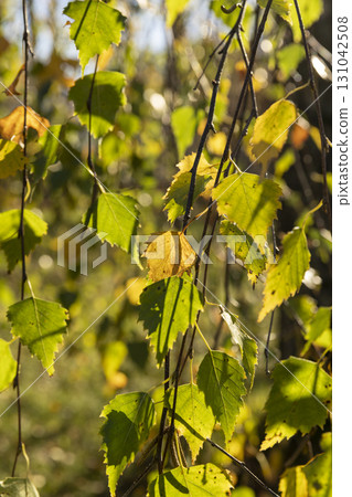 yellowing birch foliage in the autumn season against the background of the blue sky in sunny weather, trees during the autumn cold snap and a change in the color of the foliage of trees 131042508