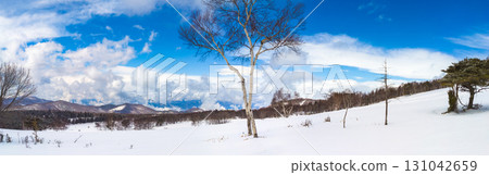 A winter panorama of a single white birch tree standing in a snowy field and a blue sky (Sugadaira Plateau, Nagano Prefecture) 131042659