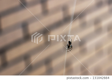 A small spider is quietly sitting on a delicate web thats attached to a wall 131042664