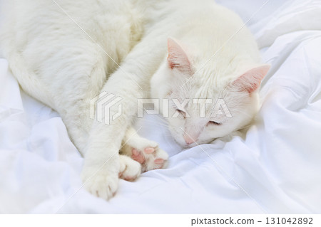 Peaceful White Cat. A serene white cat resting on soft white bedding Peaceful White Cat. A serene white cat resting on soft white bedding 131042892