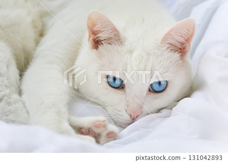 Blue-Eyed Cat Relaxing, White cat with striking blue eyes lounging on soft Blue-Eyed Cat Relaxing, White cat with striking blue eyes lounging on soft 131042893