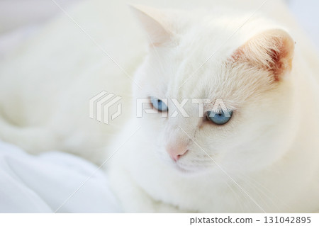 White Cat with Blue Eyes White Cat with Blue Eyes 131042895