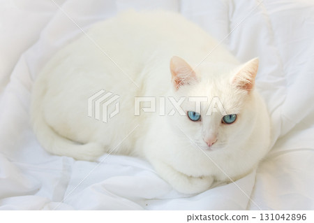 White Cat with Blue Eyes 131042896