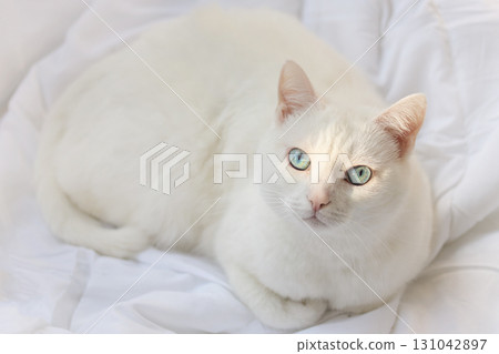 White Cat with Blue Eyes White Cat with Blue Eyes 131042897