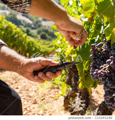 Cannonau grapes. Agronomist measures the level of sugars in grapes with the refractometer. Agriculture. 131043290