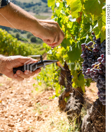 Cannonau grapes. Agronomist measures the level of sugars in grapes with the refractometer. Agriculture. 131043291