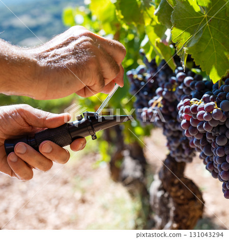 Cannonau grapes. Agronomist measures the level of sugars in grapes with the refractometer. Agriculture. Cannonau grapes. Agronomist measures the level of sugars in grapes with the refractometer. Agriculture. 131043294