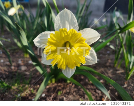 Narcissus Split Crown Dinnerplate. Blooming varietal daffodil close-up. Blooming daffodil flower with yellow white petals on green stem with leaves growing in ground in garden on sunny spring evening Narcissus Split Crown Dinnerplate. Blooming varietal daffodil close-up. Blooming daffodil flower with yellow white petals on green stem with leaves growing in ground in garden on sunny spring evening 131043371