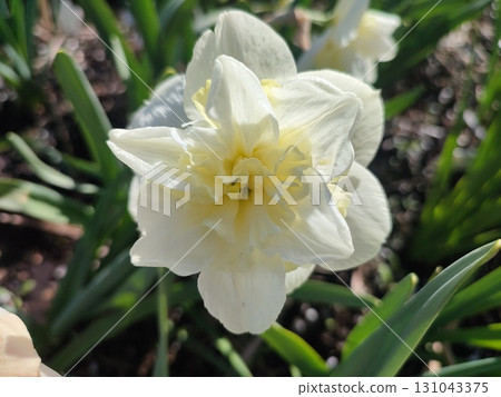 Beautiful blooming narcissus flower variety Amira close-up. Blooming daffodil flower with white petals in inflorescence with green leaves growing in ground on sunny spring day. Agricultural farming 131043375