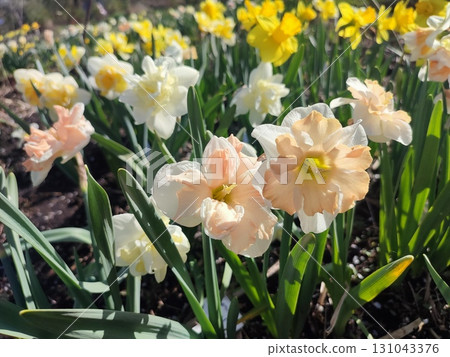 Blossoming flower of the narcissus variety Edinburgh close-up. Beautiful daffodils flower with white and pink petals in an inflorescence on a green stem growing in ground on sunny spring day 131043376