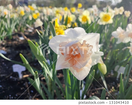 Blooming flower daffodil variety Delnashaugh with white pink petals with stamens and drops of morning dew on background of narcissus flowers and growing in ground in garden meadow, sunny spring. 131043410