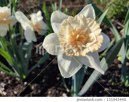 Blooming flower of narcissus variety Petit Four close up. White and yellow petals in inflorescence with stamens on stem with leaves in ground on sunny spring day. Selection breeding of flowers. Nature 131043448