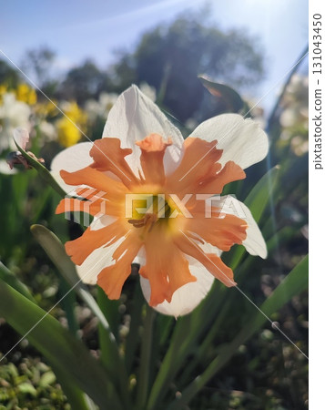 Beautiful blooming flower of narcissus Shrike variety. Bright orange petals on white petals on green stem in ground against blue sky in garden on sunny spring day. Selection and breeding of flowers 131043450