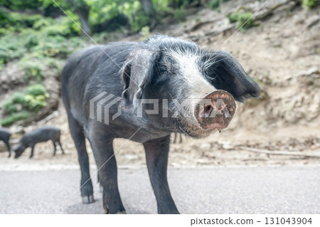 cute wildlife Nustral pigs in contryside, Evisa, Corsica, France. Porcu nustrale in Corse outdoor on roads danger 131043904