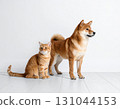 一隻柴犬和一隻棕色虎斑貓並肩站著 131044153