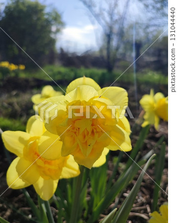 Blooming narcissus flower on sunny spring day. Varietal flower of narcissus variety. Many yellow petals collected in inflorescence on green stem with leaves growing in flower bed Blooming narcissus flower on sunny spring day. Varietal flower of narcissus variety. Many yellow petals collected in inflorescence on green stem with leaves growing in flower bed 131044440