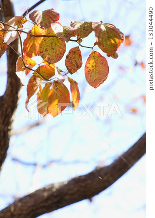 色彩繽紛的山茱萸葉 [天空背景] 131044490