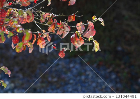 Autumn dogwood leaves [backlit] 131044491