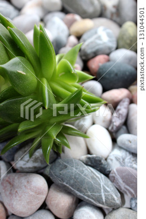 Live Plant Over Colored Round Gravels Vertical Background  131044501