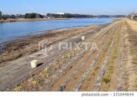 Yata River Flows into Ushikunuma Ibaraki Prefecture 131044644