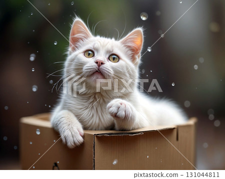 White cat in box with water droplets suggesting rainy day. Perfect for animal welfare campaigns, pet blogs, and heartwarming social media content 131044811