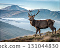 Regal stag with massive antlers overlooking breathtaking mountain vista. Ideal for outdoor brands, national park promotions, and wilderness adventure content. 131044830