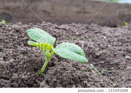 Young green seedling emerging from soil in garden bed Young green seedling emerging from soil in garden bed 131045099