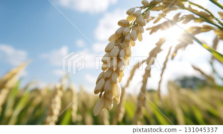 Golden rice stalks heavy with ripe grains stretching across lush paddy fields 131045337