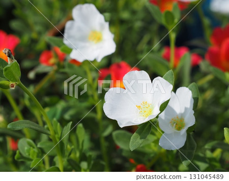 White porcupa White porcupa 131045489