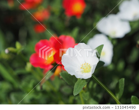 White porcupa White porcupa 131045490