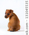 A red-haired miniature pinscher puppy sits with its back turned to the camera. isolated on a white background 131045535