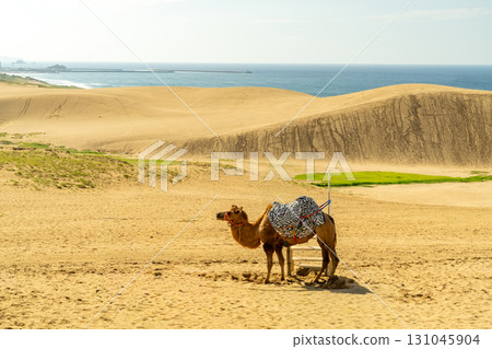 鳥取沙丘 131045904