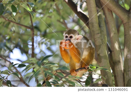 A squirrel monkey eating hand-held food in a tree A squirrel monkey eating hand-held food in a tree 131046091