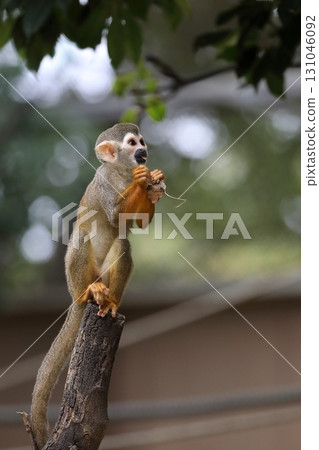 一隻松鼠猴拿著腐爛樹上的枯葉 131046092