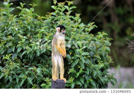 Bolivian squirrel monkey standing on a stake Bolivian squirrel monkey standing on a stake 131046093