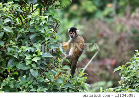 松鼠猴爬樹並回頭看 松鼠猴爬樹並回頭看 131046095