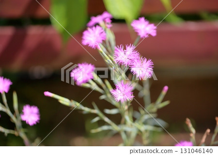 Autumn Seven Herbs: Dianthus arvensis flower Autumn Seven Herbs: Dianthus arvensis flower 131046140
