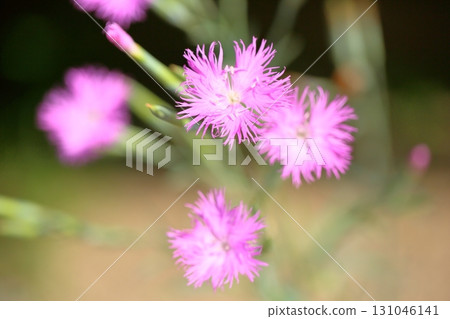 Autumn Seven Herbs: Dianthus arvensis flower Autumn Seven Herbs: Dianthus arvensis flower 131046141