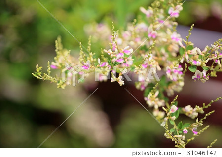 Autumn seven herbs, Hagi flowers Autumn seven herbs, Hagi flowers 131046142