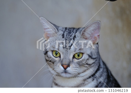 一隻貓盯著你 131046219