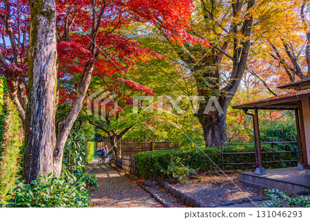 [Shizuoka Prefecture] Shuzenji Onsen: Autumn leaves along the Katsura River and promenade 131046293