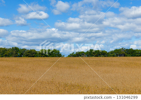 Soybean field Soybean field 131046299