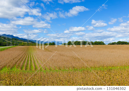Soybean field 131046302