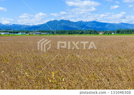 Soybean field Soybean field 131046308