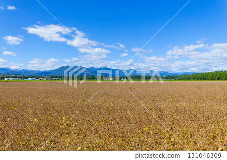 Soybean field Soybean field 131046309