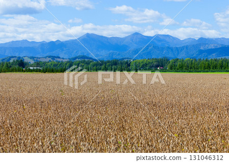 Soybean field 131046312