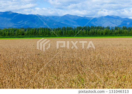 Soybean field Soybean field 131046313