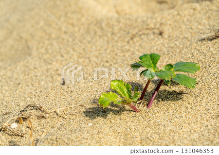 Tottori sand dunes Tottori sand dunes 131046353
