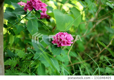Cute hydrangea flowers 131046405